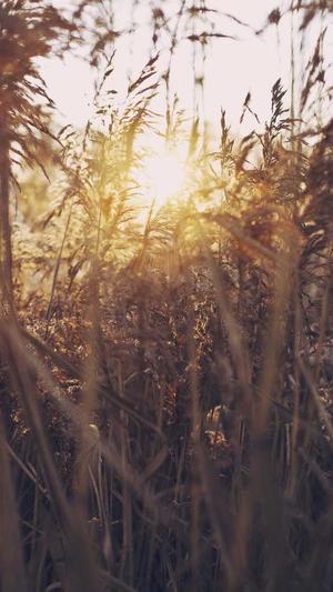 seo排名工具广告截图4