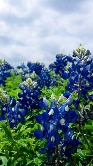 超级蜘蛛池教学截图4