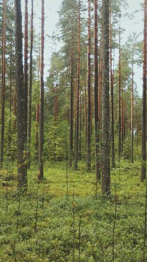 seo快速优化软件截图4