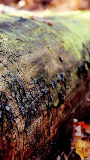 蜘蛛池怎么样引蜘蛛截图3